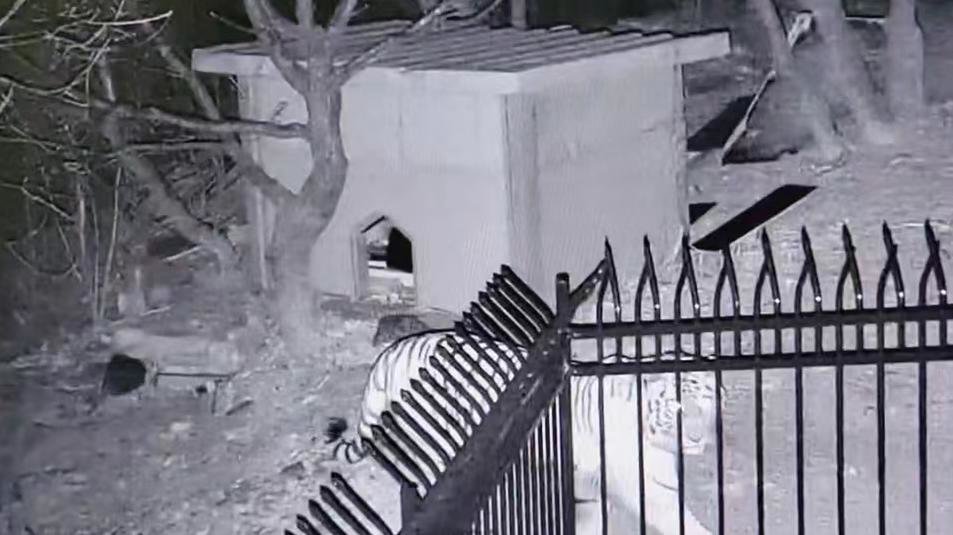 珲春发现野生东北虎踪迹