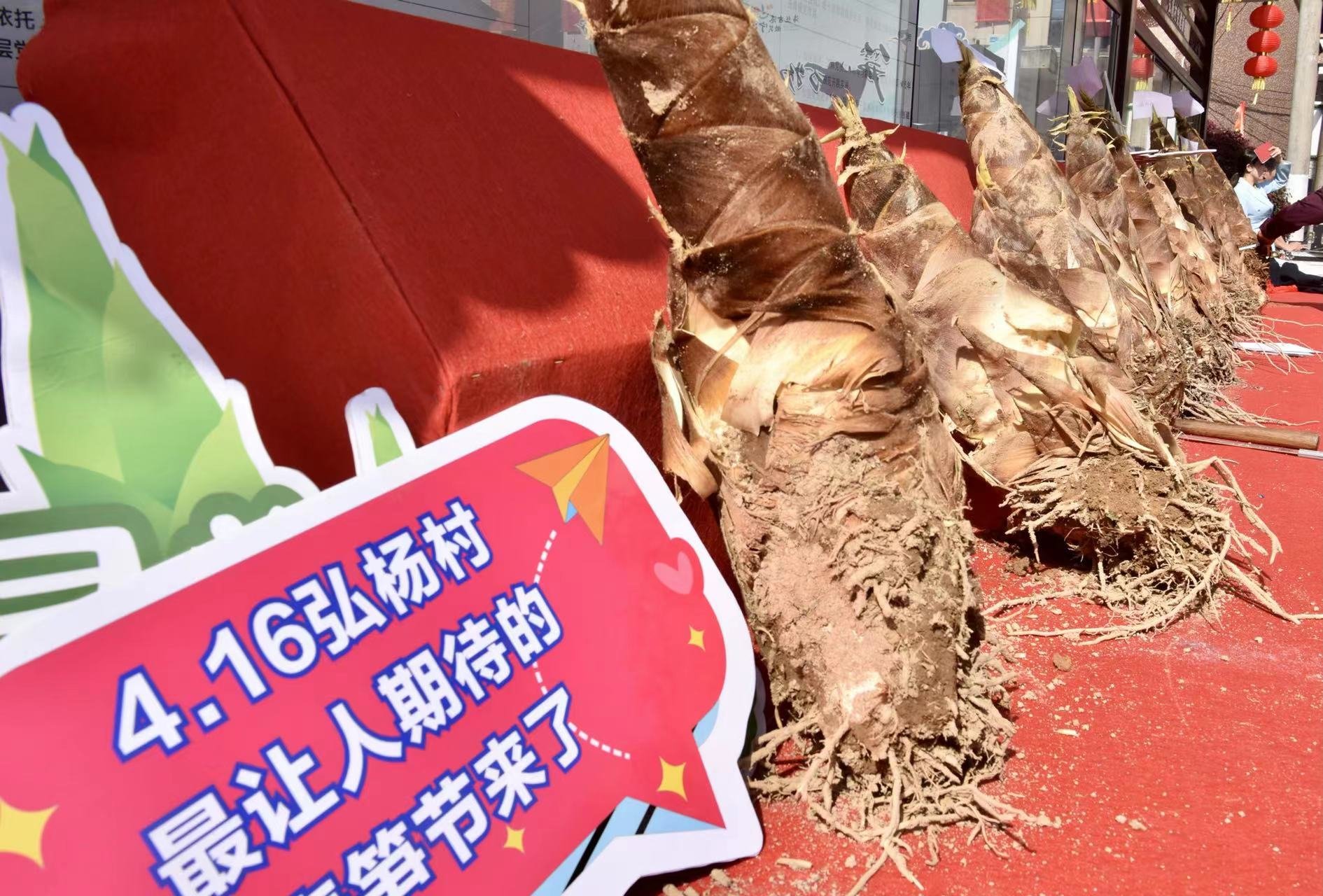 直径2米！宁海弘杨村“天下第一笋锅”烹调最鲜咸的春天