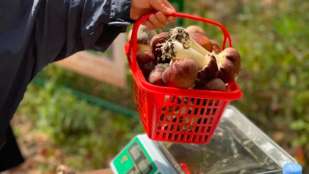 上海这处赤松茸种植基地开放采摘活动，快来一起采蘑菇吧