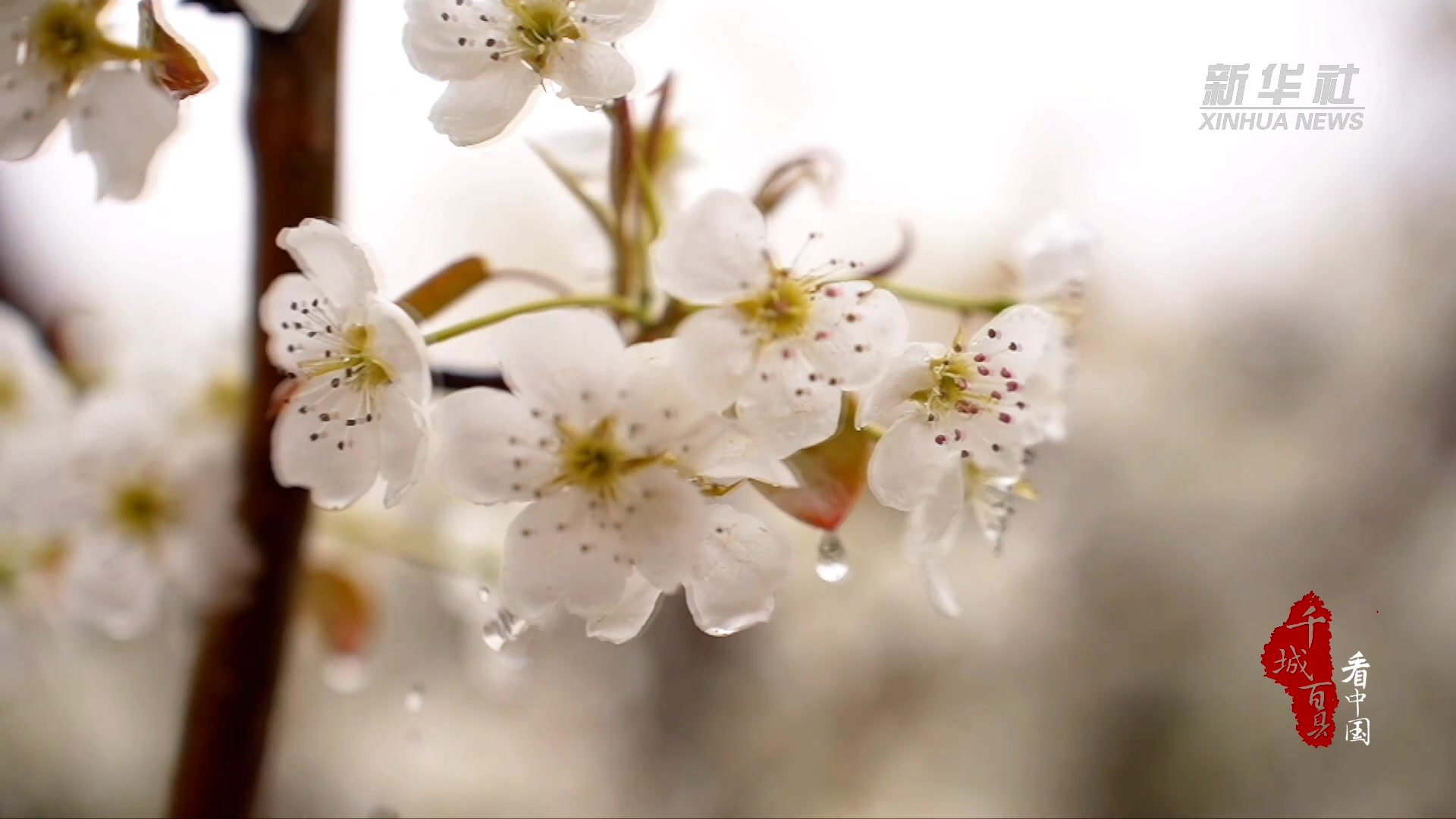 千城百县看中国｜河北沧州：大运河畔迎花海