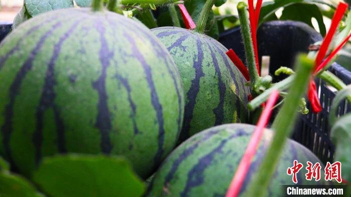 托克逊县是新疆春天到来最早的地方，所以这里的水果比疆内其他地方早成熟近20天左右。　胡国凯 摄