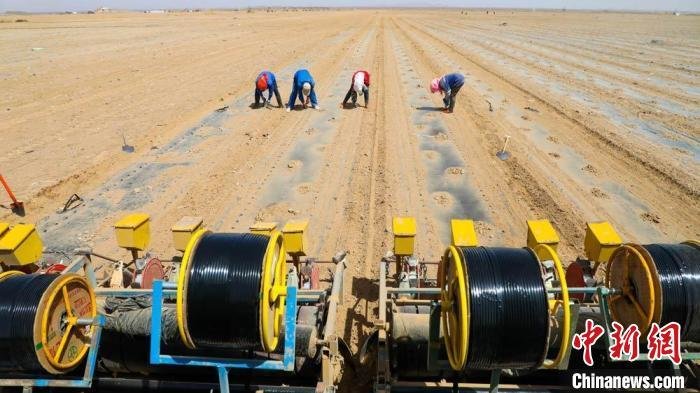 图为装有北斗卫星导航系统的拖拉机正在进行铺膜、施肥及滴灌带铺设作业。 王晓泾 摄