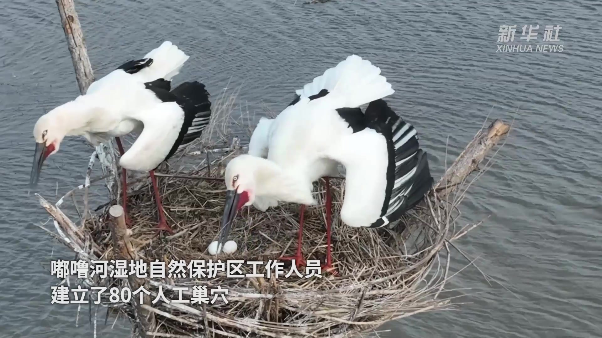 人建“新房”东方白鹳“入住”_凤凰网视频_凤凰网