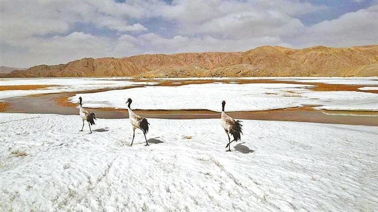 甘肃盐池湾湿地黑颈鹤