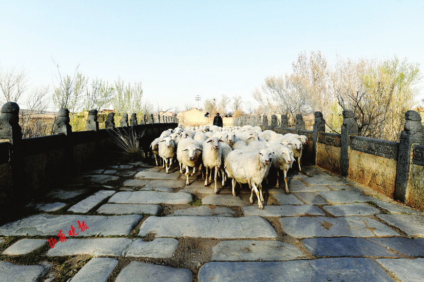 牧羊人和羊群通过双成桥，桥面以石板铺就，古朴厚重，不同凡响。
