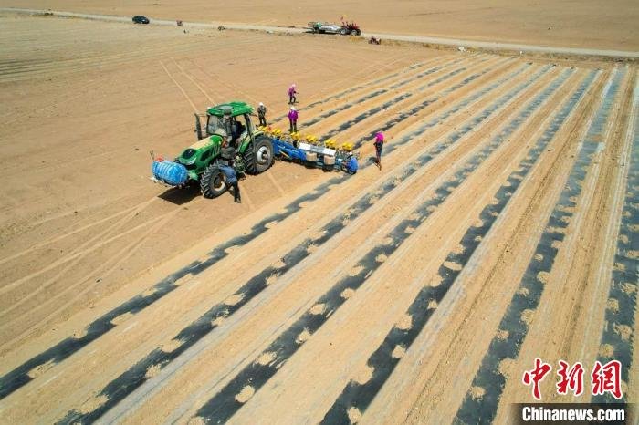 图为航拍镜头下的甘肃民乐县万亩优质苜蓿和青储玉米种植基地 陈思宏 摄