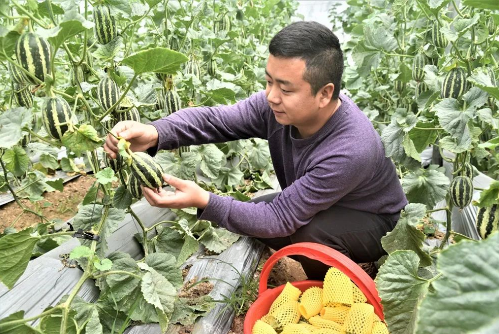 为集体念好“致富经”，徐州铜山这个村的第一书记带头种瓜凤凰网江苏_凤凰网