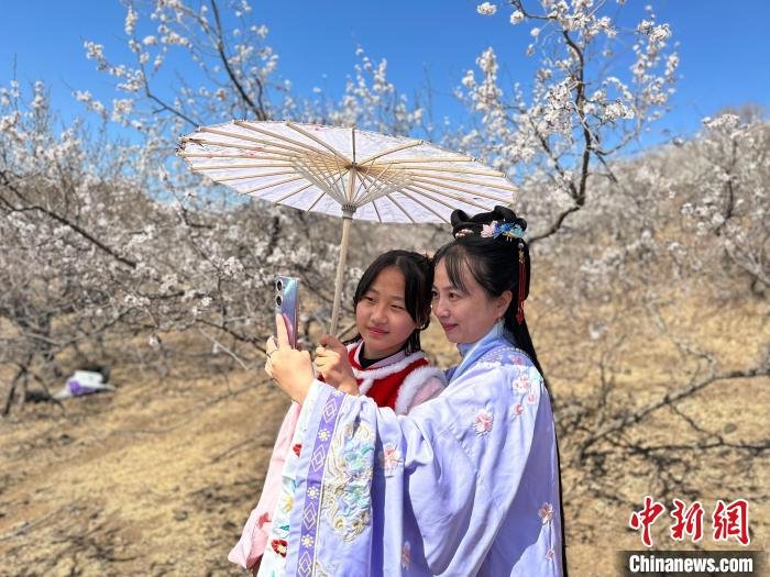 吉林洮南首届杏花节开幕游人尽享花海魅力