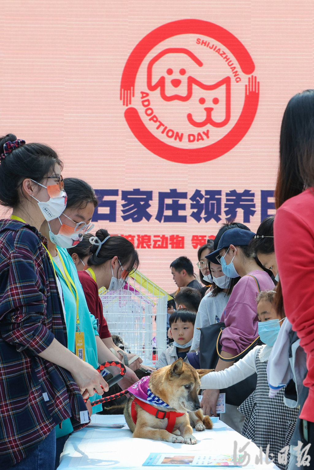 4月16日，第五十三届石家庄领养日活动现场。