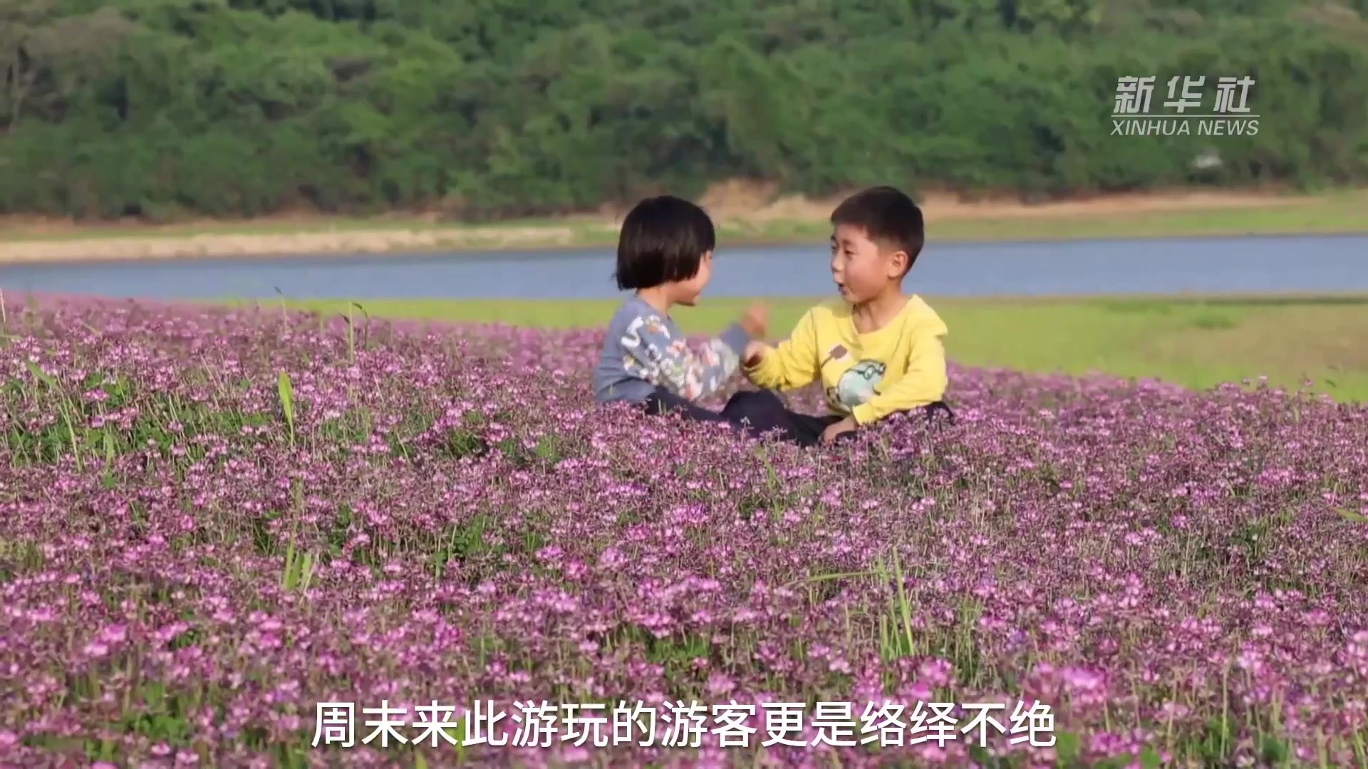 鄱阳湖紫云英绚丽 湿地风景如画