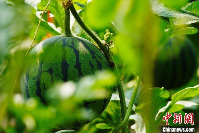 一个个西瓜错落有致地垂吊在茎叶丛中，煞是喜人。　刘艳敏 摄