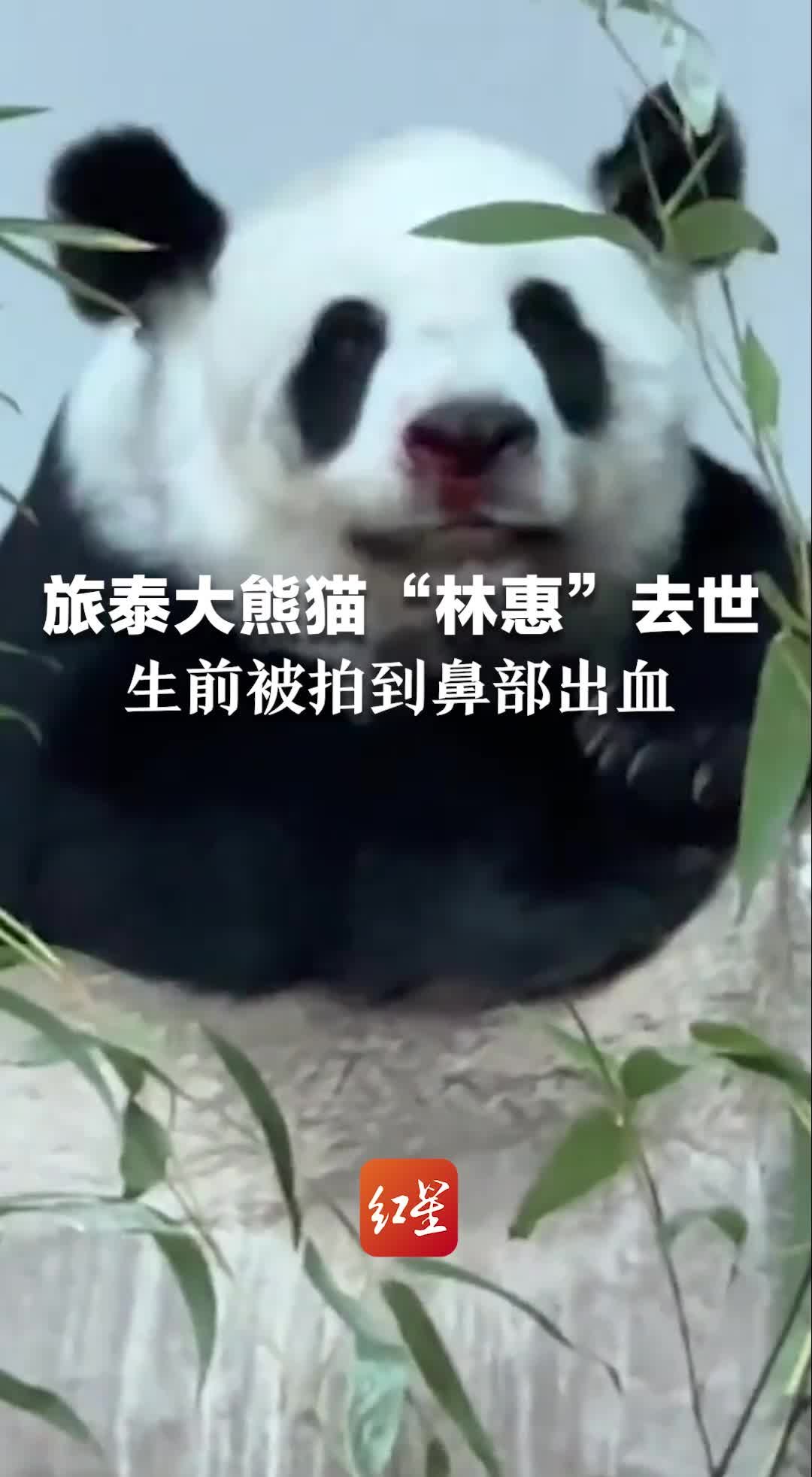 旅泰大熊猫“林惠”去世 生前被拍到鼻部出血