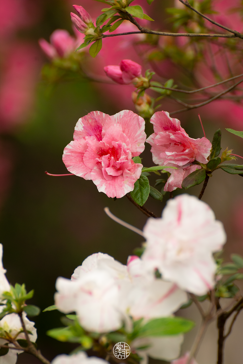 更在花下行小路两边繁花盛开曲径通幽处,尽是映山的彩漫步杜鹃