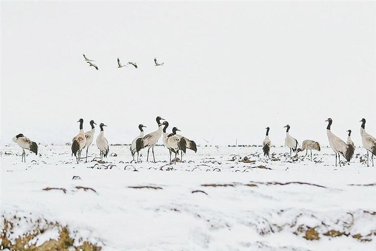 玉树嘉塘草原迎来今年北迁的第一批黑颈鹤