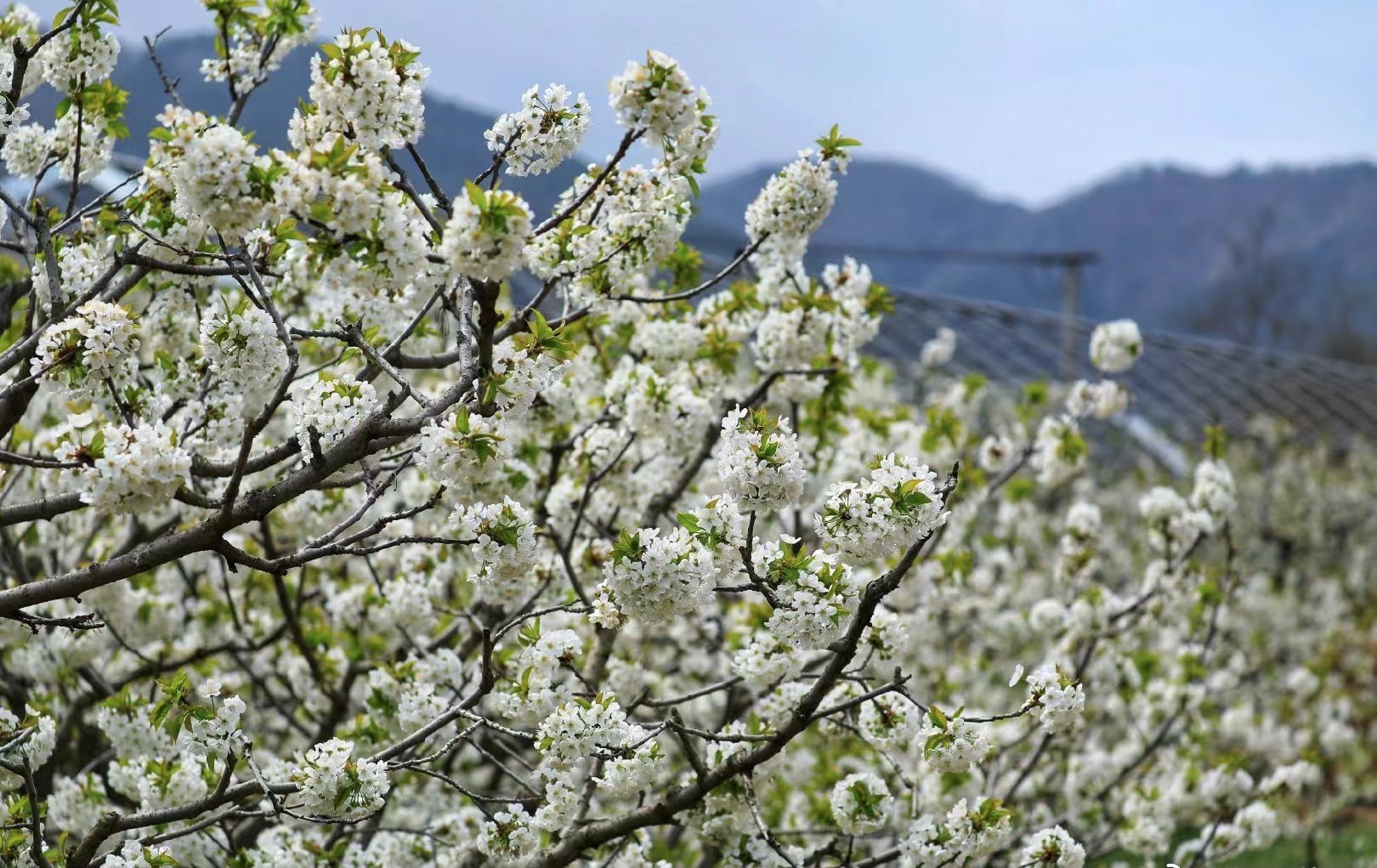 秦皇岛山海关举办首届樱桃花节暨后备箱大集