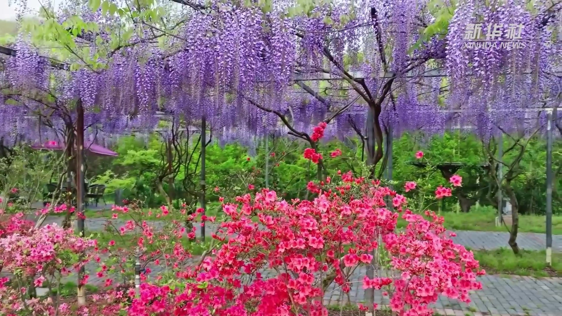 江苏溧阳：紫藤花开 惊艳春色