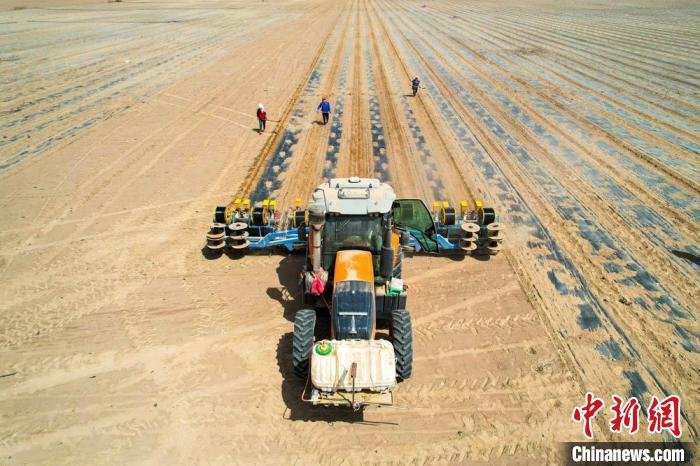 民乐县优质饲草种植面积达到了20.67万亩以上,充足的饲草供应,为民乐发展畜牧养殖业,提供了基础。陈思宏 摄