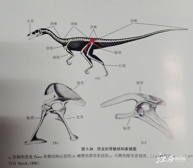 ▲恐龙的骨骼结构素描图。摄影｜江西日报全媒体记者 童梦宁