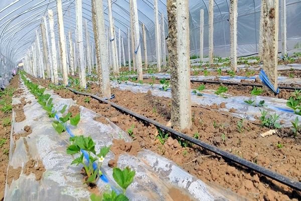 不负“莓”好时光！华亭“白雪公主”抢鲜上市