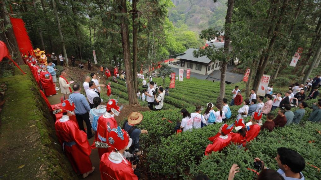 在开山节呐喊声中，寻觅武夷岩茶之味