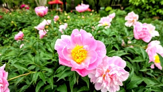 菏泽芍药花开，这个五一，你一定不能错过