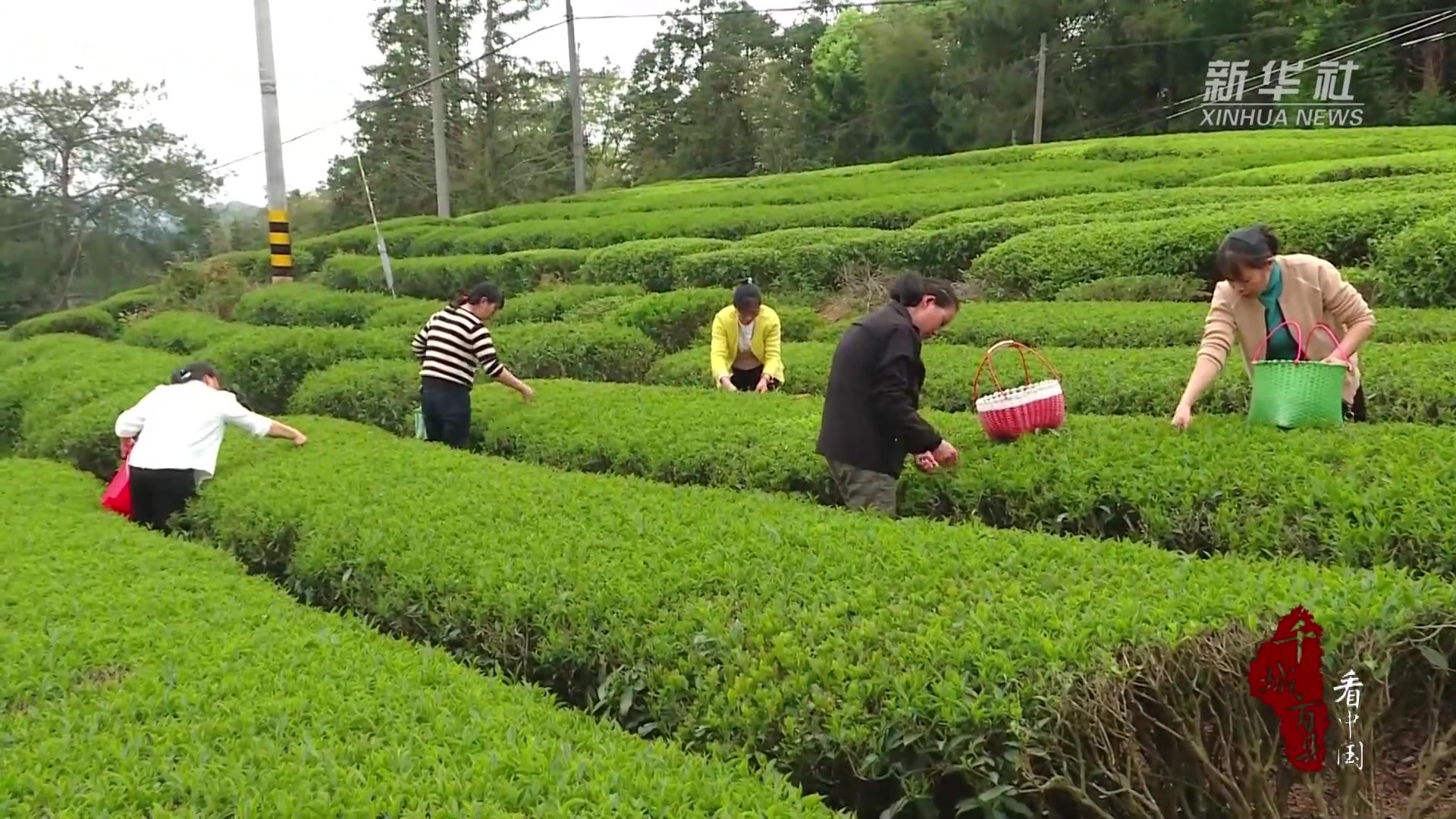 千城百县看中国|福建连城：春茶吐新芽 茶农采摘忙