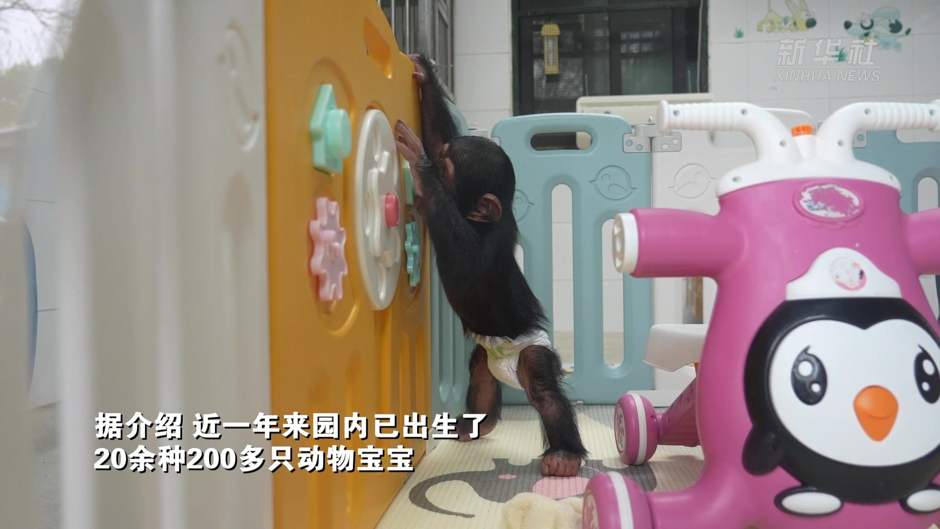 上海野生动物园“兽丁兴旺”宝宝名字由您来选定