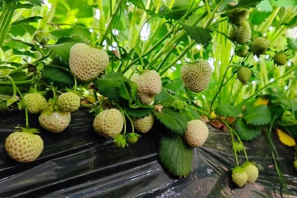 不负“莓”好时光！华亭“白雪公主”抢鲜上市