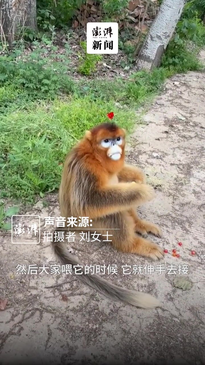 女子进村游玩偶遇野生金丝猴：漂亮且温顺