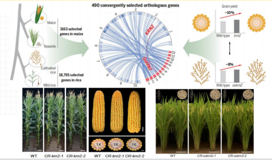 发现玉米和水稻增产的关键基因