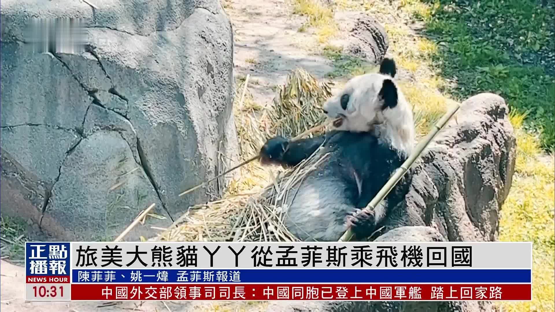 旅美大熊猫“乐乐”突然离世，中国驻美大使馆发声！ | 每经网