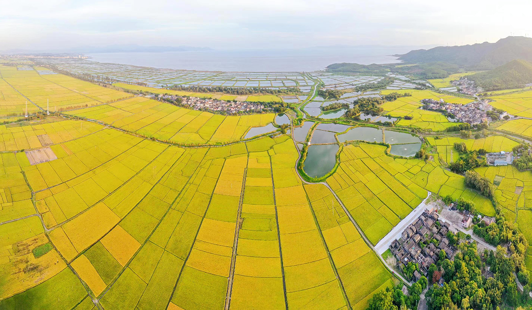 往年江门秋收美景 郭永乐 摄