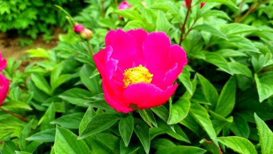 菏泽芍药花开，这个五一，你一定不能错过