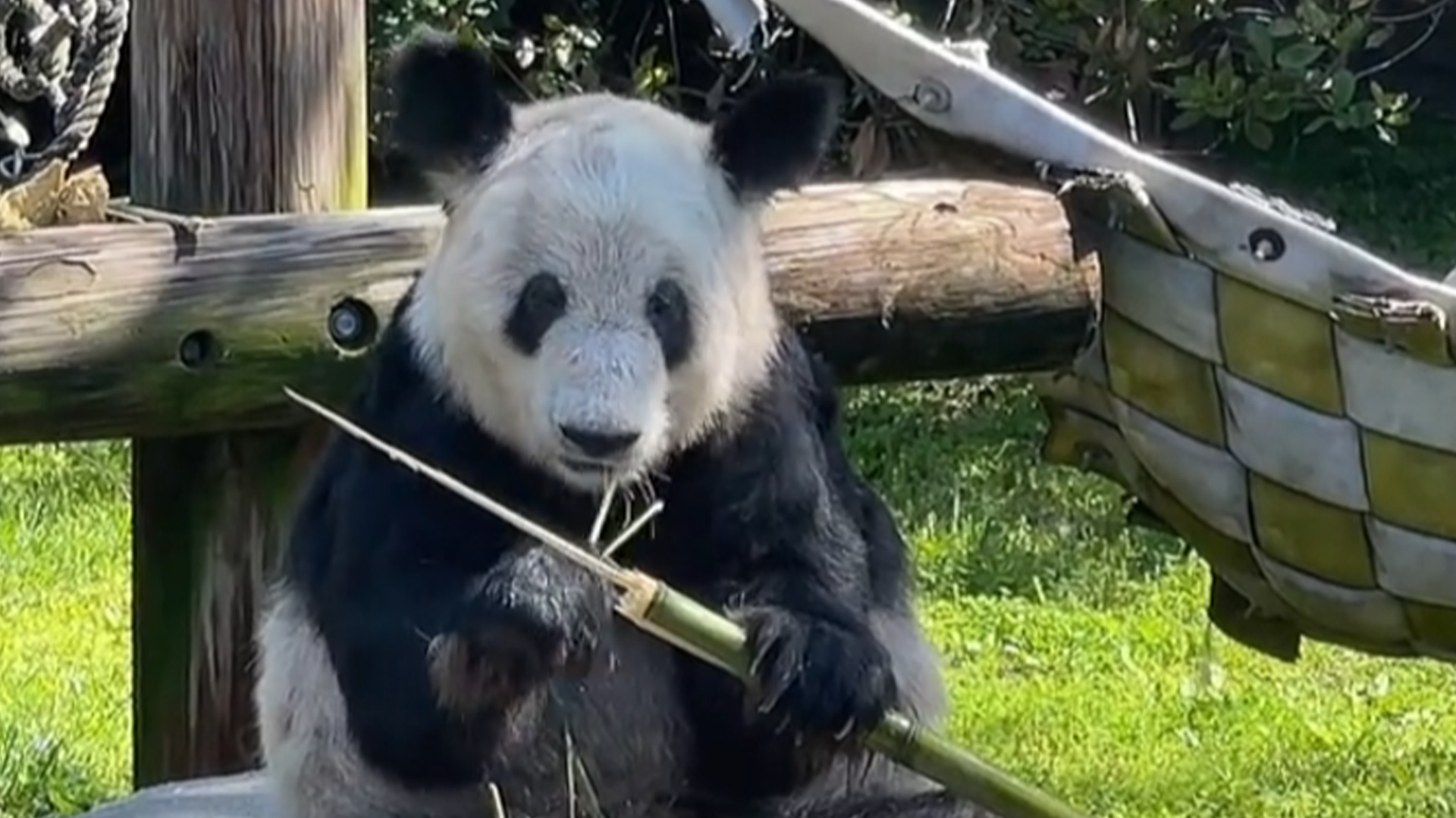 旅美回国大熊猫“小奇迹”正式与公众见面