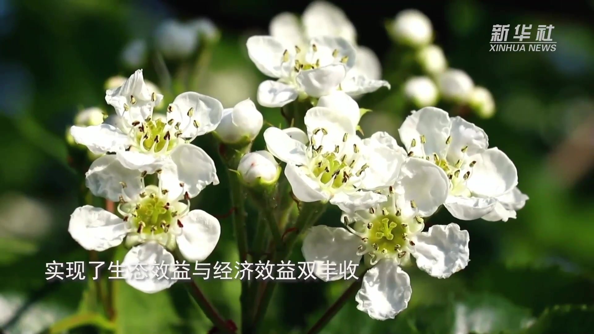 河北清河：山楂花开引客来