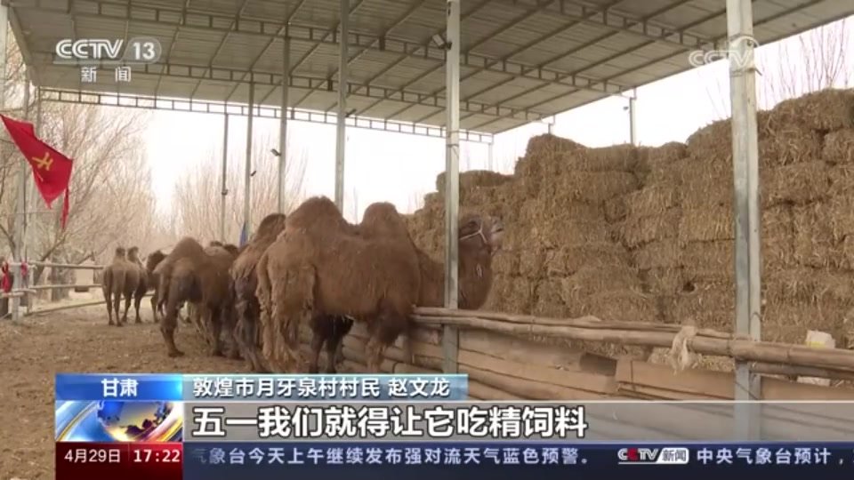 敦煌接待游客量不断增长 鸣沙山下驼队忙