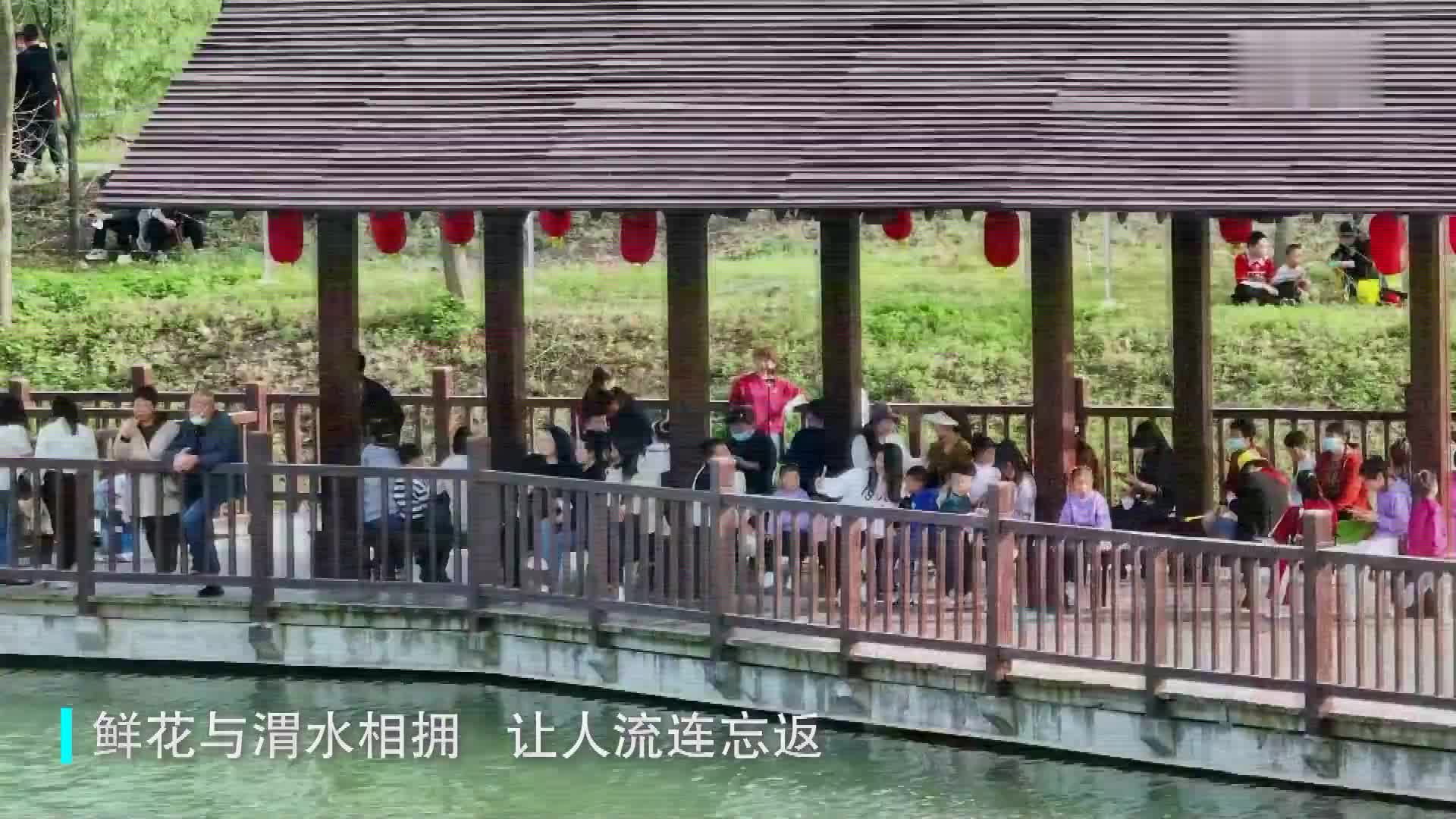 陕西陈仓：芝樱花海醉游客