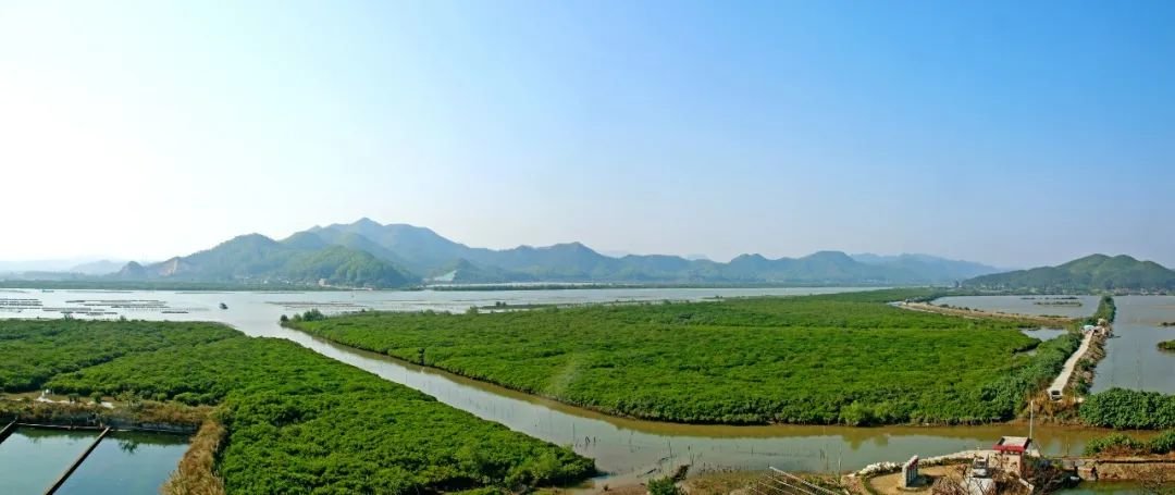 镇海湾连片稳定的红树林筑起绿色生态屏障 陈方欢 摄