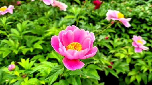 菏泽芍药花开，这个五一，你一定不能错过