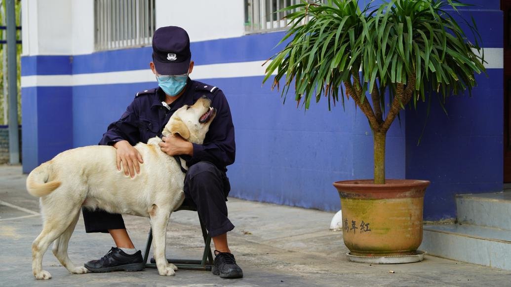 被奖励鸡腿花环的警犬“云一”：曾因查获毒品走红