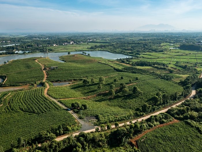 永修县虬津镇林下经济示范区(张小林摄)