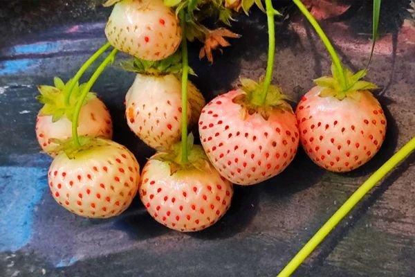 不负“莓”好时光！华亭“白雪公主”抢鲜上市