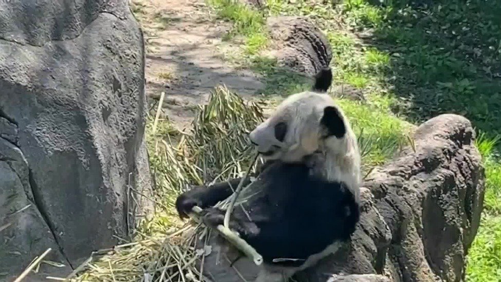 旅美大熊猫丫丫即将启程返回中国