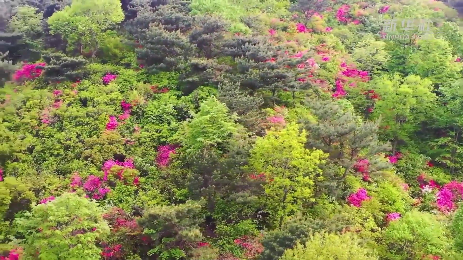 山东五莲：杜鹃花开映山红