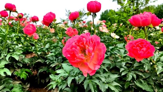 菏泽芍药花开，这个五一，你一定不能错过