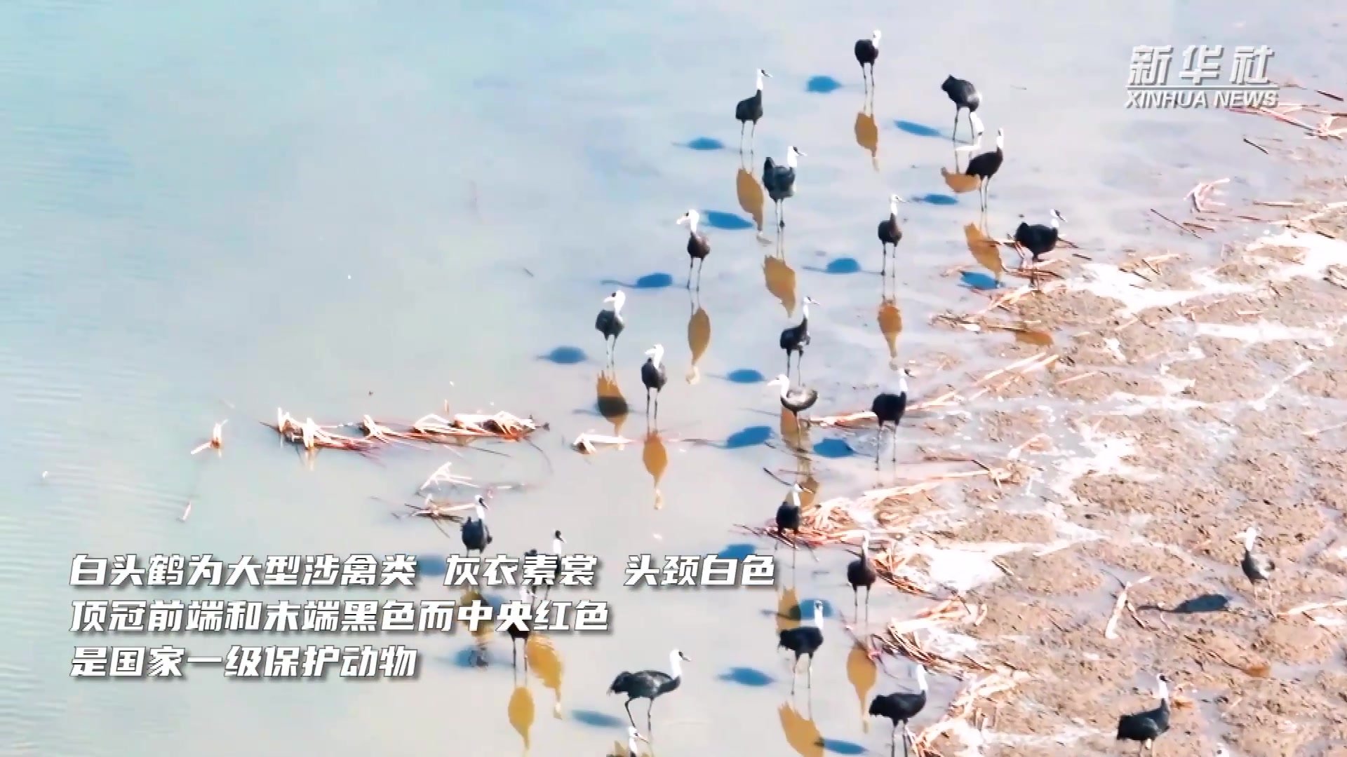 千城胜景｜吉林双阳：鹤舞双阳湖_凤凰网视频_凤凰网