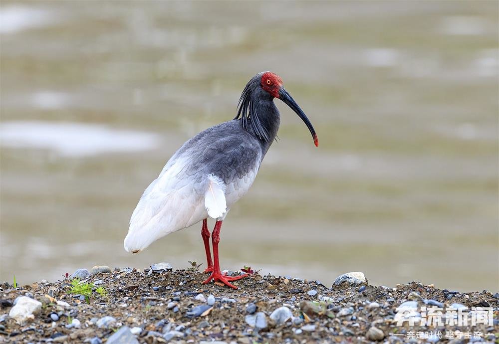 濒危朱鹮现身 时隔70年到白龙江畔“撒野”