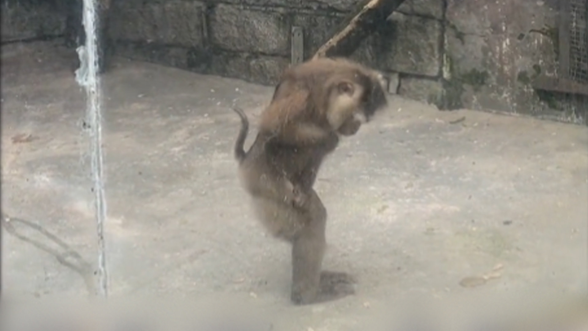 猴子扑到玻璃上想吓游客，结果自己用力过猛“拉胯”了