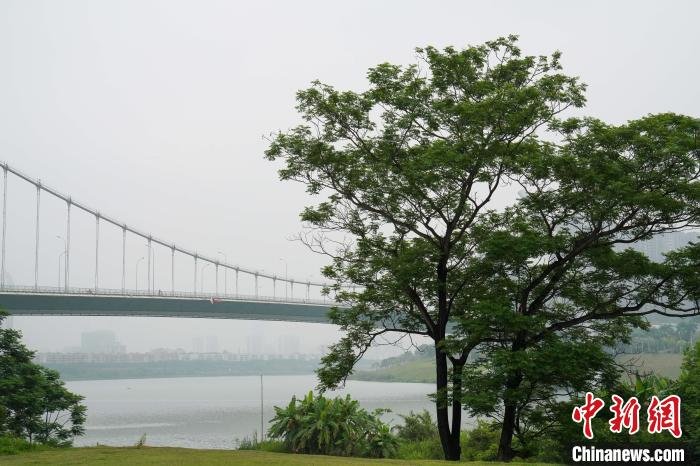 图为邕江岸边的景色。　王以照 摄