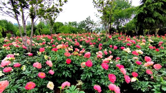 菏泽芍药花开，这个五一，你一定不能错过